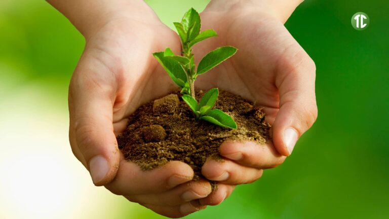 Por Qué las Plantas son Verdes