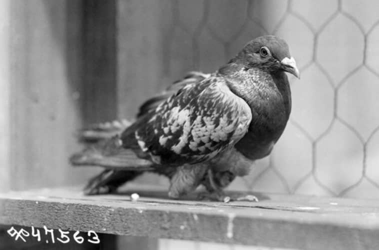 Fotografía en blanco y negro de Cher Ami, una famosa paloma mensajera reconocida por su heroísmo en la Primera Guerra Mundial.